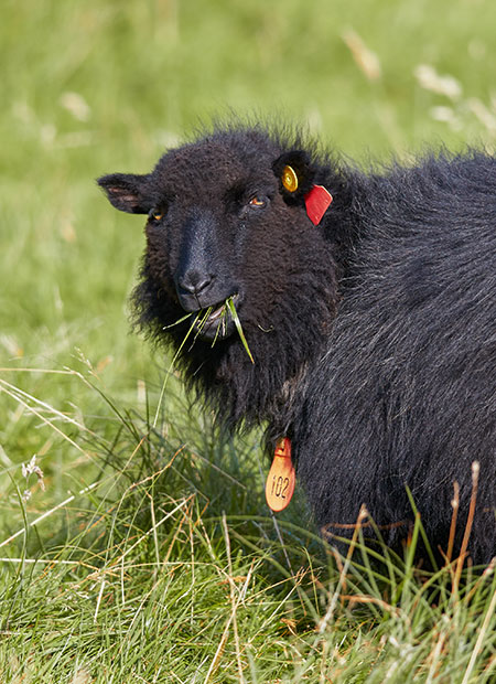 Färöerinseln Schaf